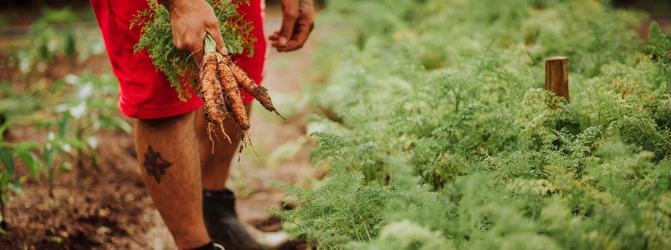 presídio detentos de caratinga produzem alimentos